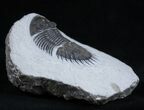 Inch Thysanopeltis Trilobite - Spiny Butt #1997-1